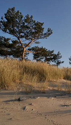 RIMIGLIANO-SAN VINCENZO (PARCO NATURALE)